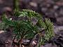 Anemone nemorosa Virescens